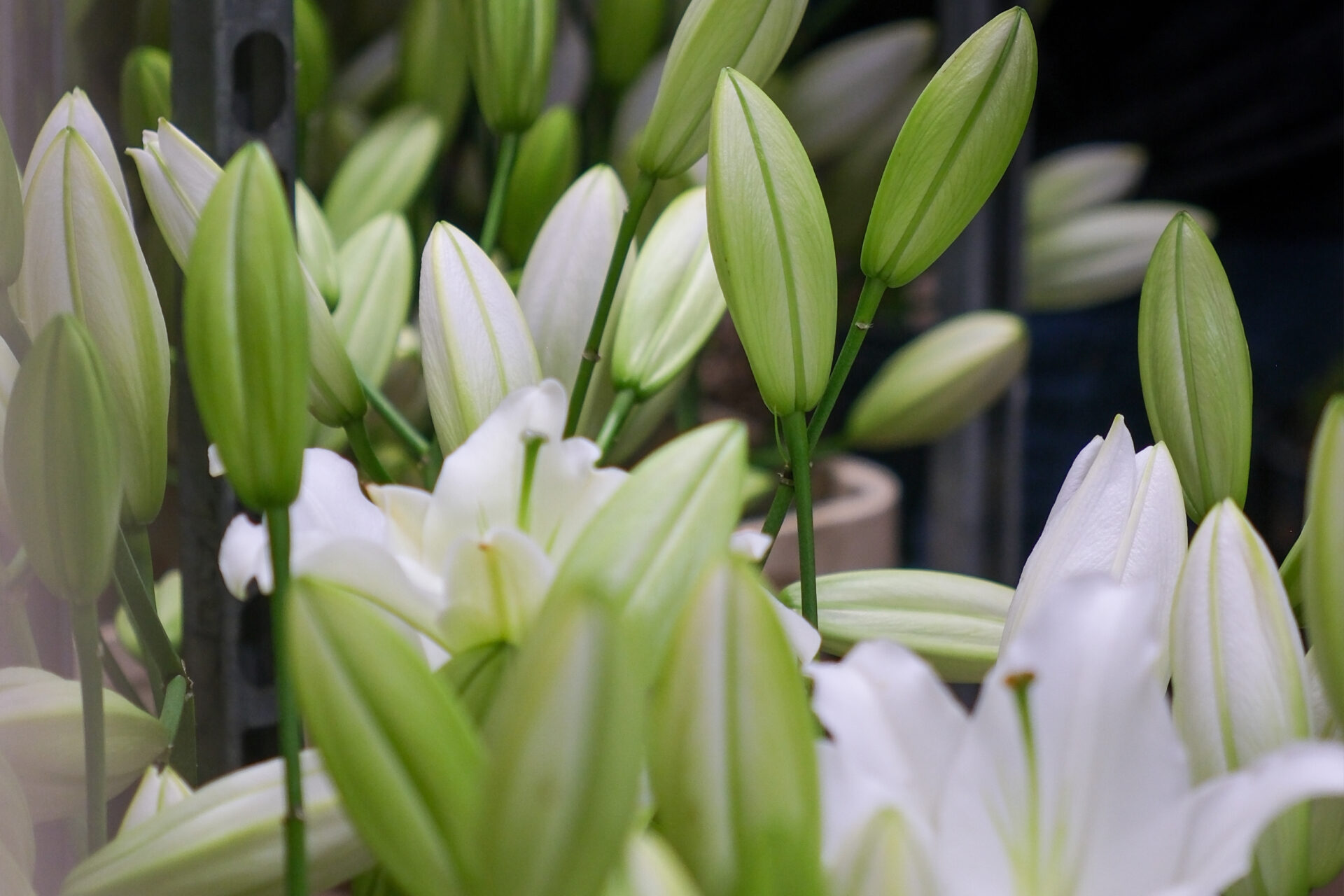 Agence_MUJO_Branding_DA_Photo_Fleur_Maison_Fiori_Mariage_Charles_Leclerc_2